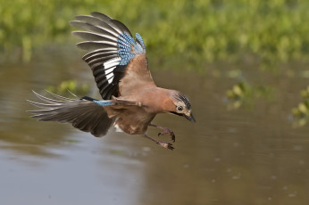 Картинка сойка животные сойки птичка