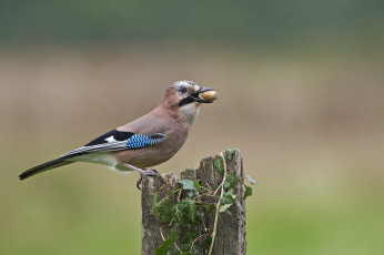 Картинка сойка животные сойки птичка