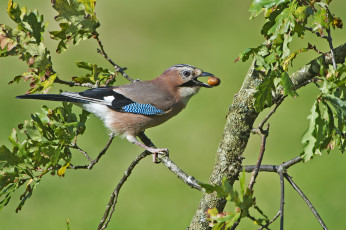 Картинка сойка животные сойки птичка