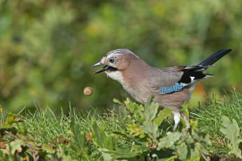 Картинка сойка животные сойки птичка