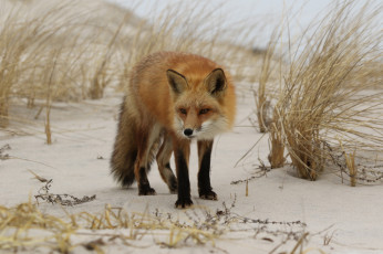 Картинка животные лисы лисичка