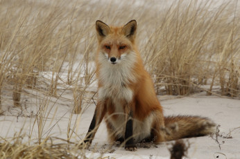 Картинка животные лисы лисичка