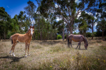 Картинка животные лошади лошадки