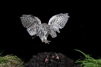 Картинка животные разные+вместе сова