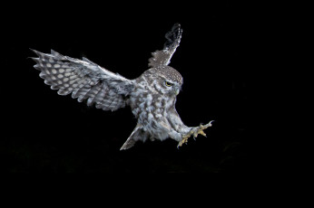 Картинка животные совы сова