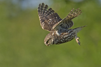 Картинка животные совы сова