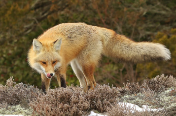 Картинка животные лисы лисичка