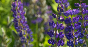Картинка цветы люпин макро фиолетовые