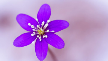 Картинка цветы лепестки тычинки