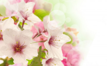 Картинка цветы цветущие+деревья+ +кустарники цветение весна beauty leaves petals blossoms tree pink flowers лепестки розовые белые красота бутоны spring white tender нежные яблоня