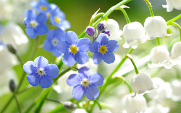 Картинка цветы разные+вместе макро ландыши незабудки