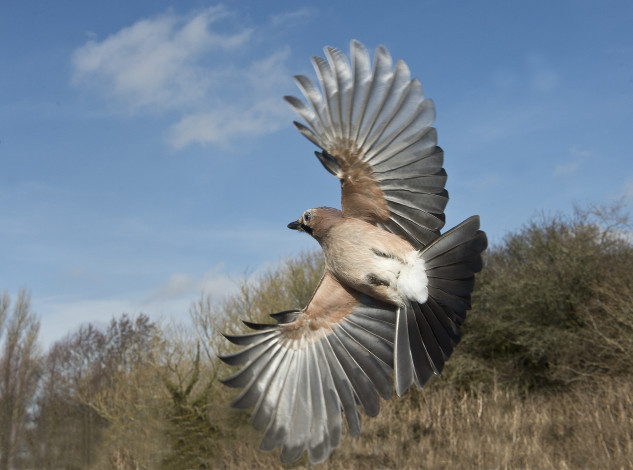 Обои картинки фото сойка, животные, сойки, птичка