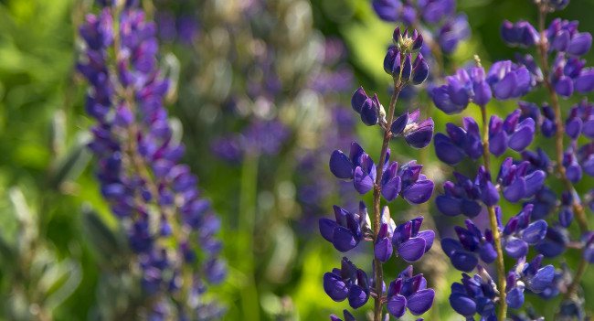 Обои картинки фото цветы, люпин, макро, фиолетовые