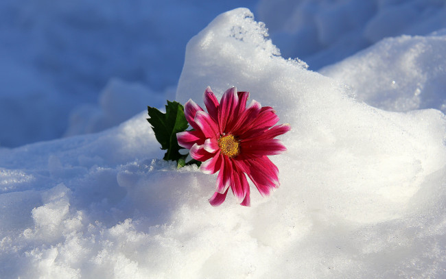 Обои картинки фото цветы, хризантемы, зима, снег, цветок