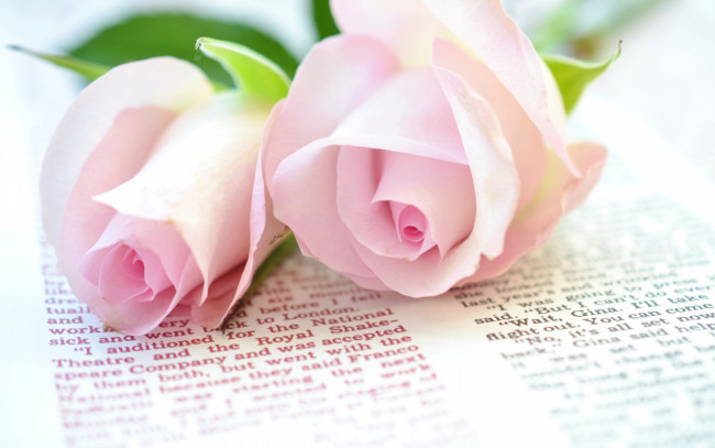 Обои картинки фото цветы, розы, текст, розовые