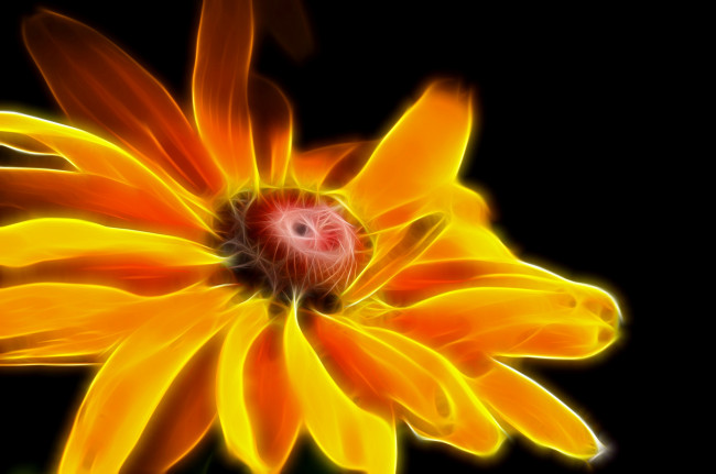 Обои картинки фото разное, компьютерный дизайн, цветок, штрих, линии, лепестки