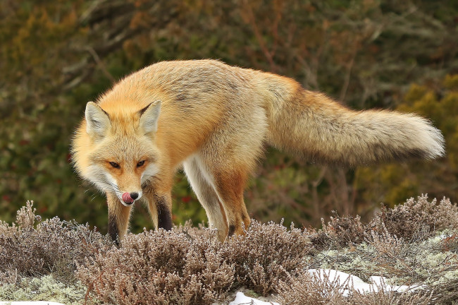 Обои картинки фото животные, лисы, лисичка