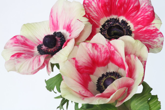 Обои картинки фото цветы, анемоны,  сон-трава, три