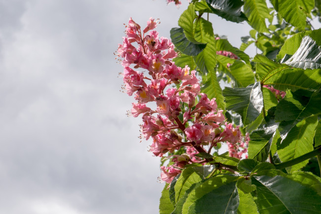 Обои картинки фото цветы, каштаны, свеча, дерево, розовый, каштан