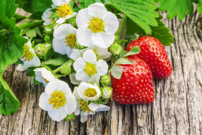 Обои картинки фото еда, клубника,  земляника, цветы, ягоды, лето