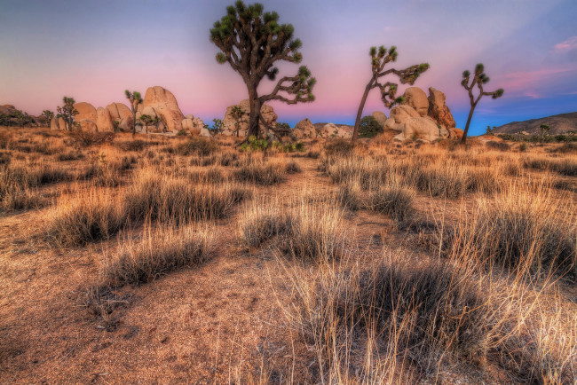 Обои картинки фото природа, пустыни, деревья, трава