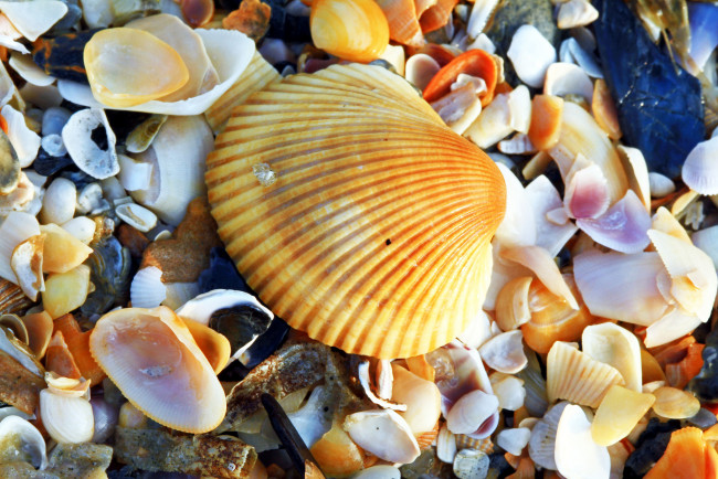 Обои картинки фото разное, ракушки,  кораллы,  декоративные и spa-камни