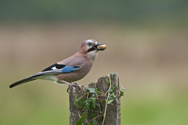 Обои картинки фото сойка, животные, сойки, птичка