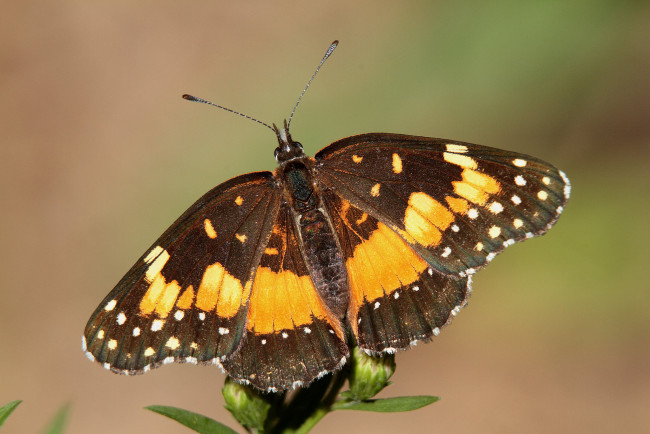 Обои картинки фото животные, бабочки,  мотыльки,  моли, бабочка