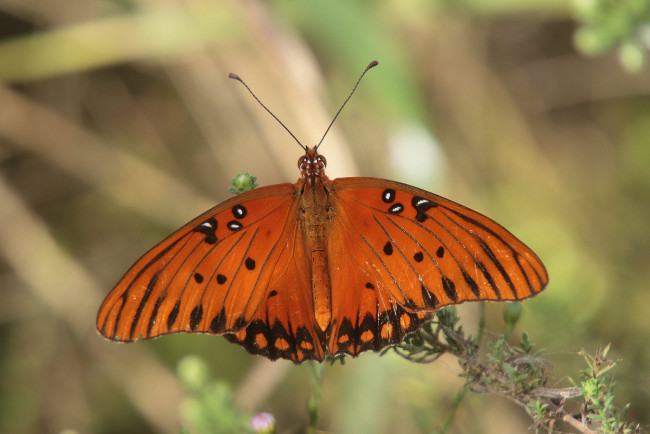 Обои картинки фото животные, бабочки,  мотыльки,  моли, бабочка