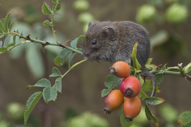 Обои картинки фото животные, крысы,  мыши, мышка