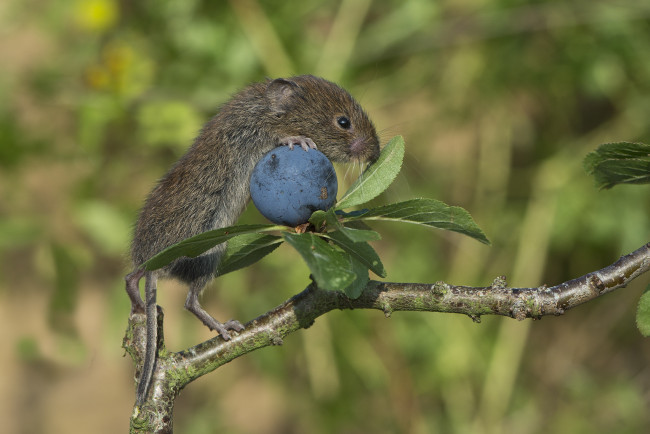 Обои картинки фото животные, крысы,  мыши, мышка