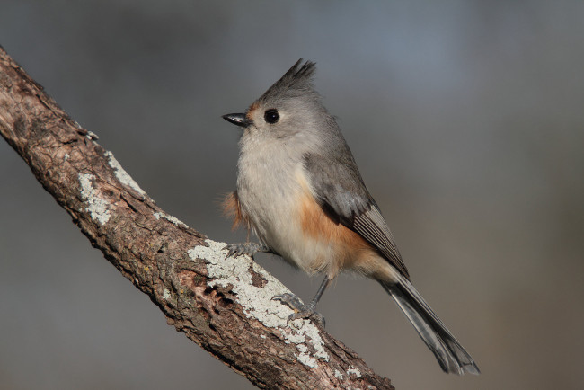 Обои картинки фото животные, птицы, птичка