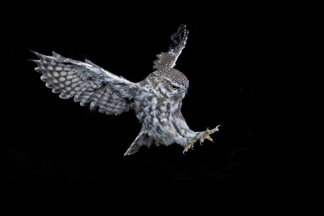 Обои картинки фото животные, совы, сова