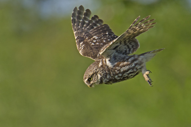 Обои картинки фото животные, совы, сова