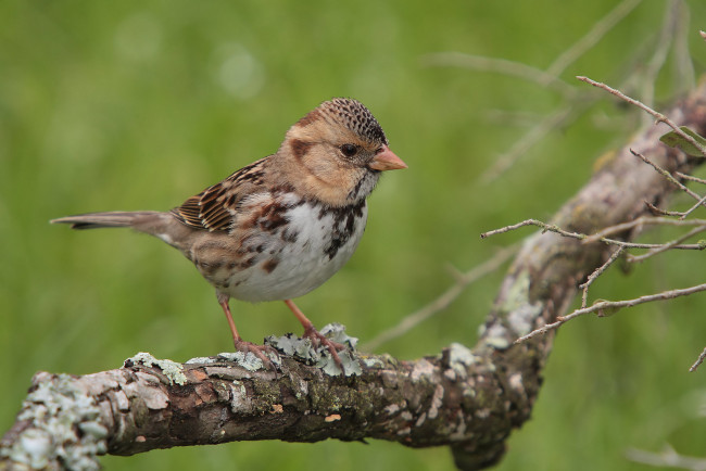 Обои картинки фото животные, воробьи, птичка