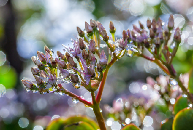 Обои картинки фото цветы, роса, вода, макро, сиреневые, боке, блики, капли