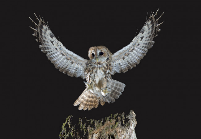 Обои картинки фото животные, совы, сова