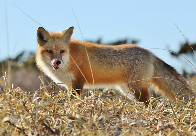 Обои картинки фото животные, лисы, лисичка