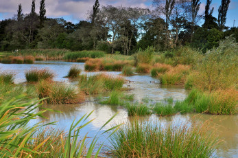 Картинка природа реки озера лес река