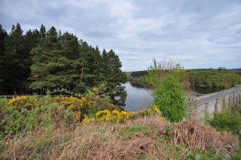 Картинка природа реки озера лес река