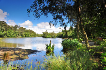 Картинка природа реки озера лес река