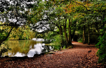 Картинка природа реки озера лес река