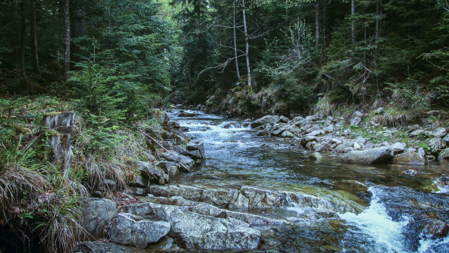 Обои картинки фото природа, реки, озера, лес, река