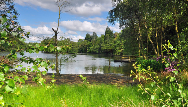 Обои картинки фото природа, реки, озера, лес, река