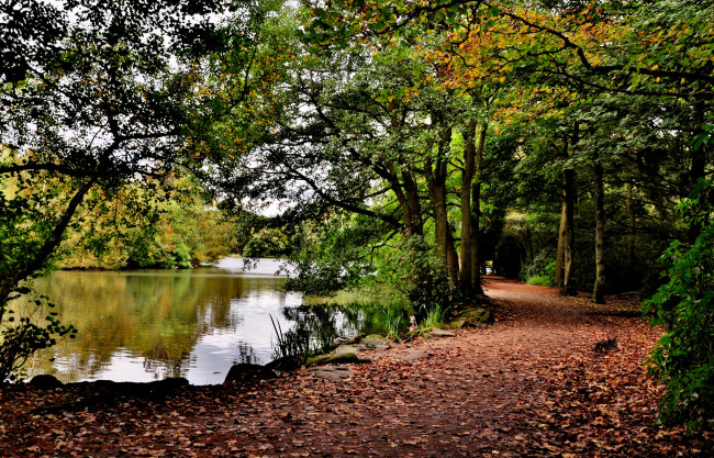 Обои картинки фото природа, реки, озера, лес, река