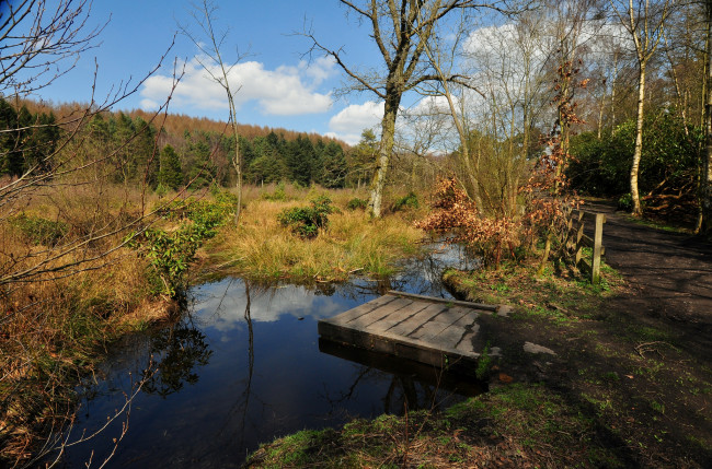 Обои картинки фото природа, реки, озера, лес, река