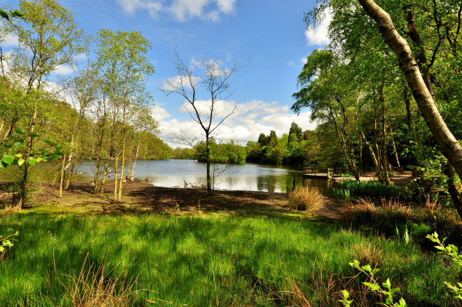 Обои картинки фото природа, реки, озера, лес, река