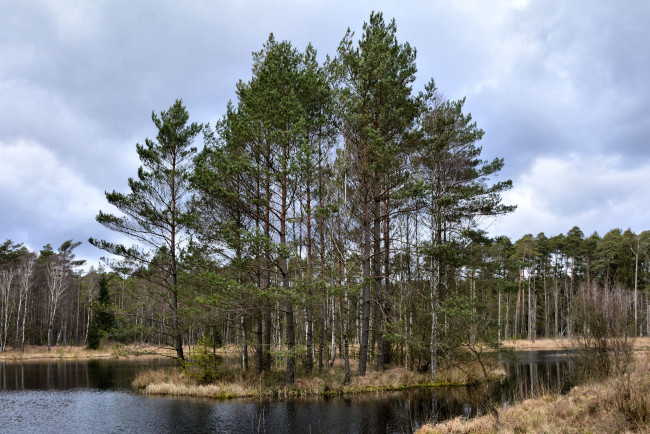 Обои картинки фото природа, реки, озера, лес, река