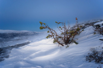 Картинка природа зима снег