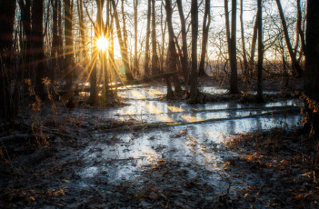 Картинка природа реки озера река лес